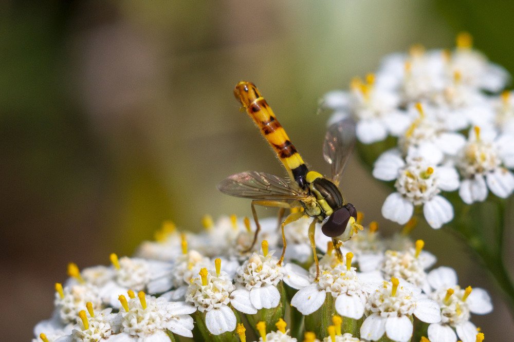 Шароноска на тысячелистнике