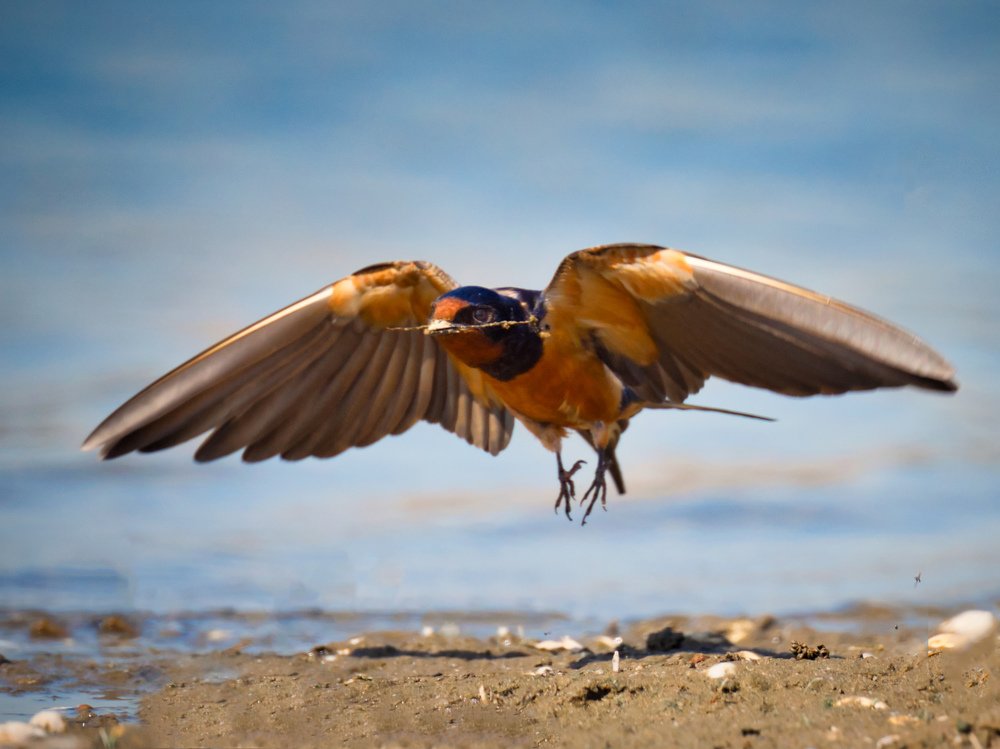 Barn swallow
