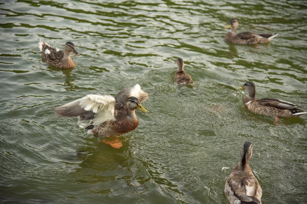 Photograph by Irina Stanislavskaya