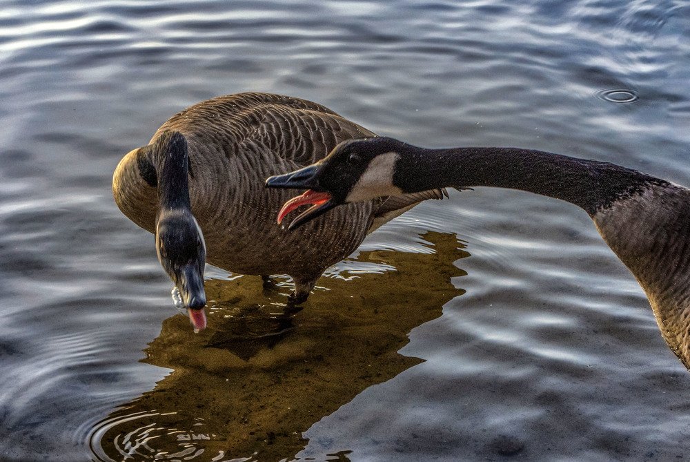 Photograph by Ирина Федорова