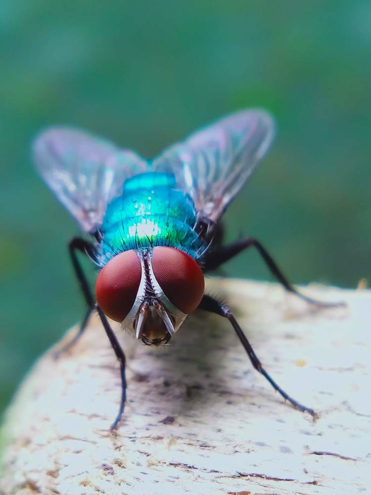 Fly