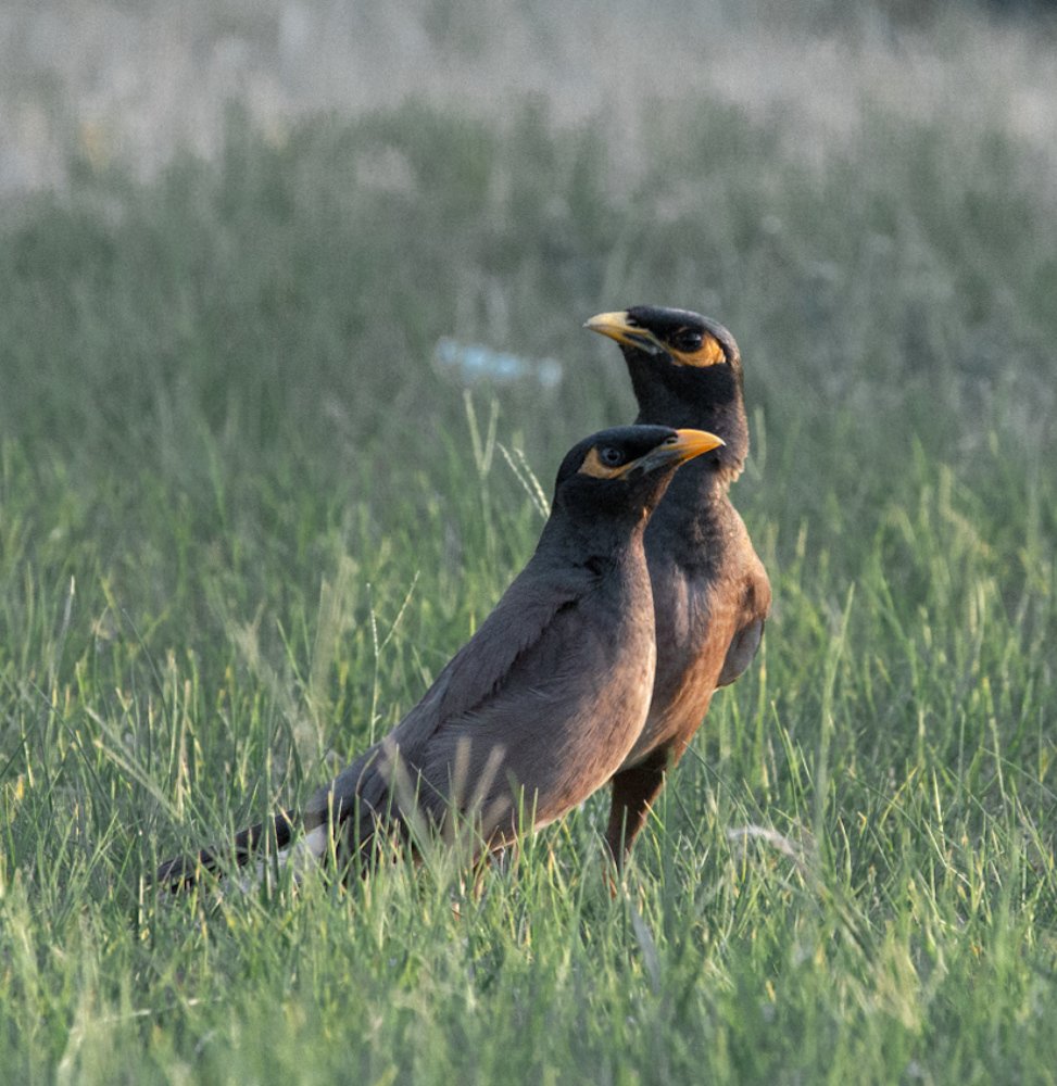 Myna Birds