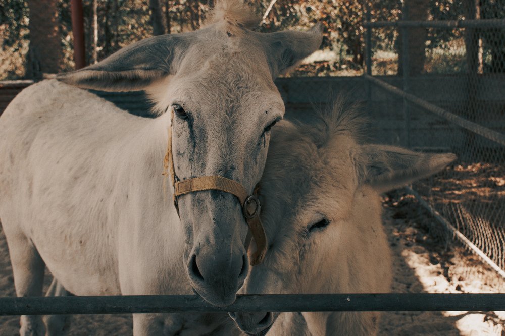 Photograph by Hassan Alawami