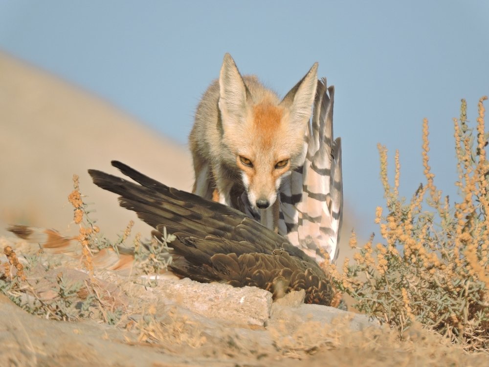 Photo #4976675
