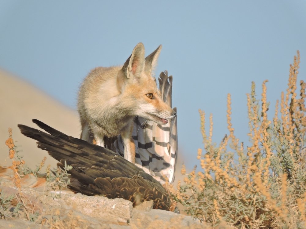 Desert fox