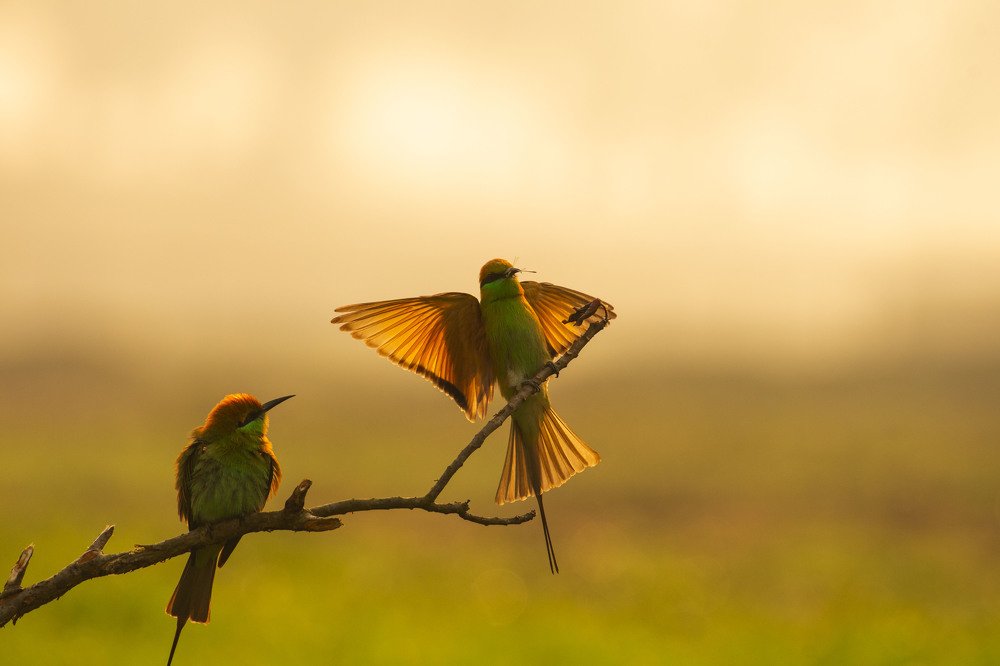 Bee eater at morning light