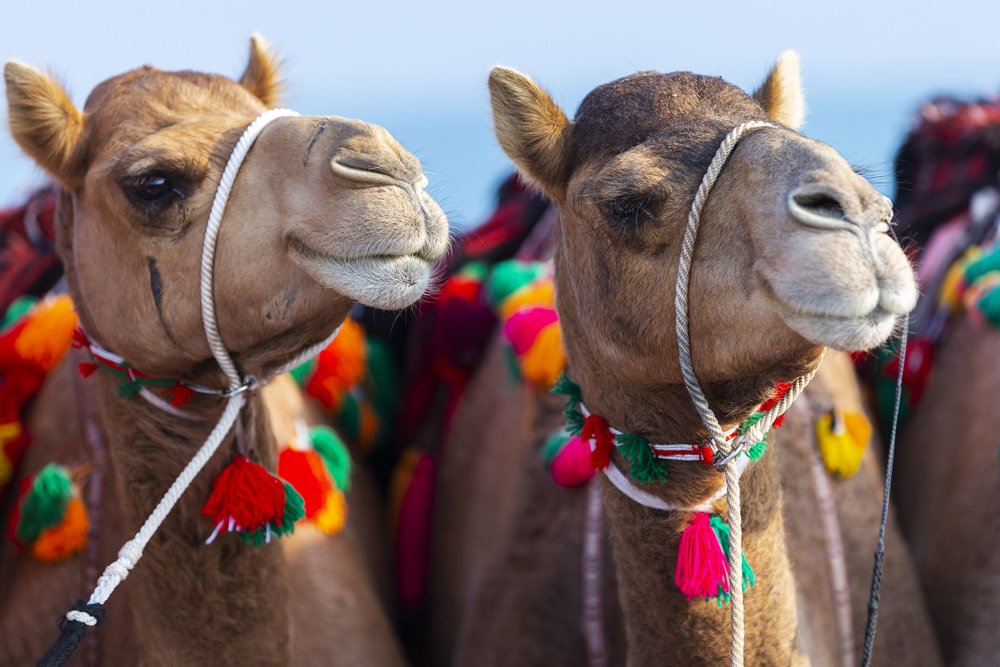 Colourful Camels