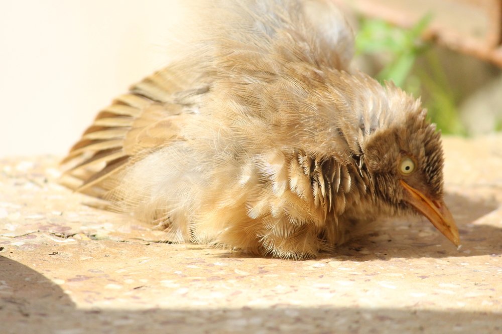 Photograph by Trisha Barua