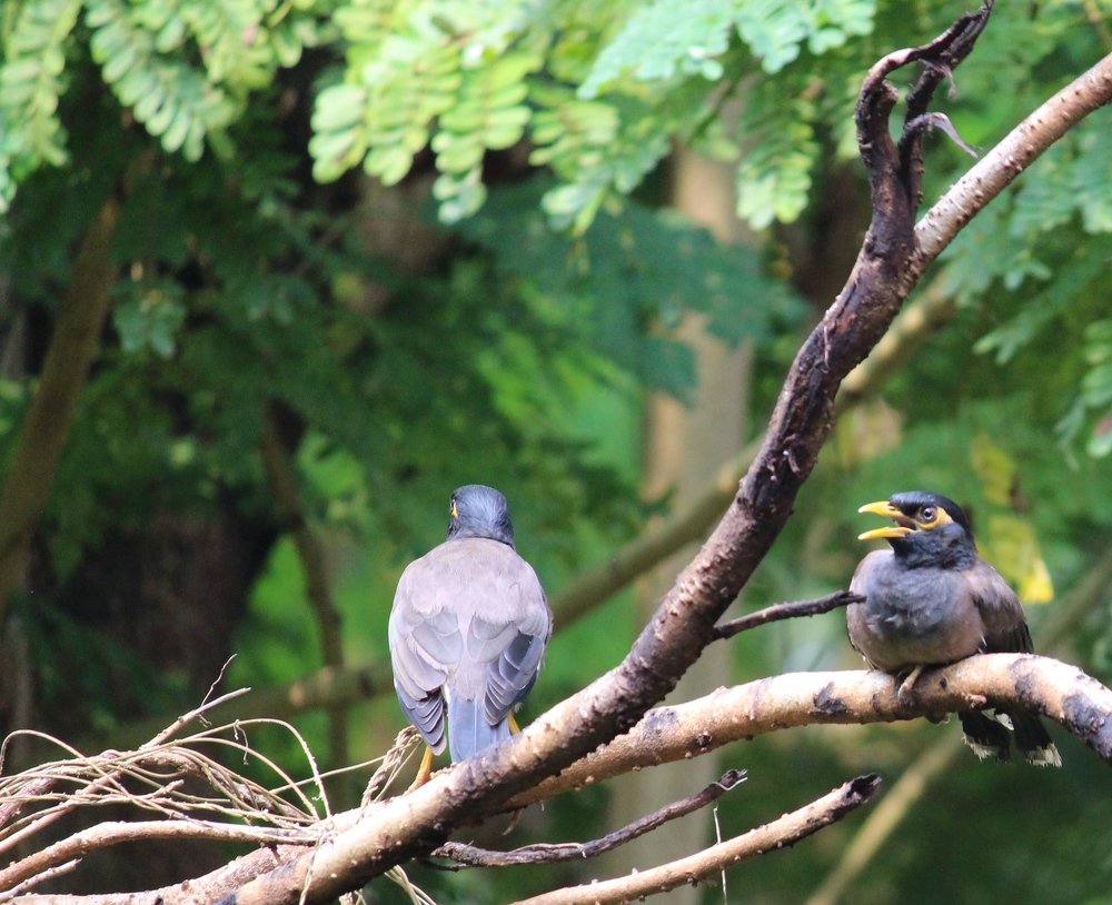 Photograph by Trisha Barua
