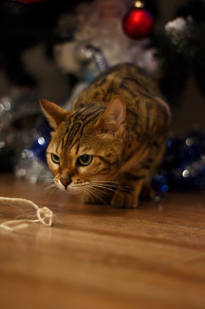 Photograph by Екатерина Амирасланова