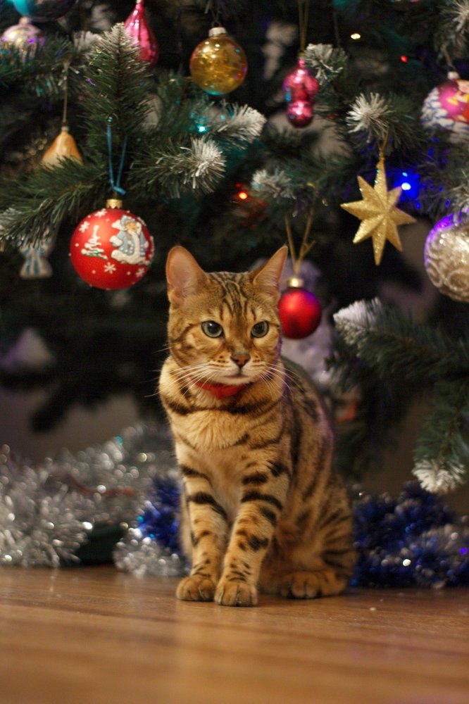 Photograph by Екатерина Амирасланова