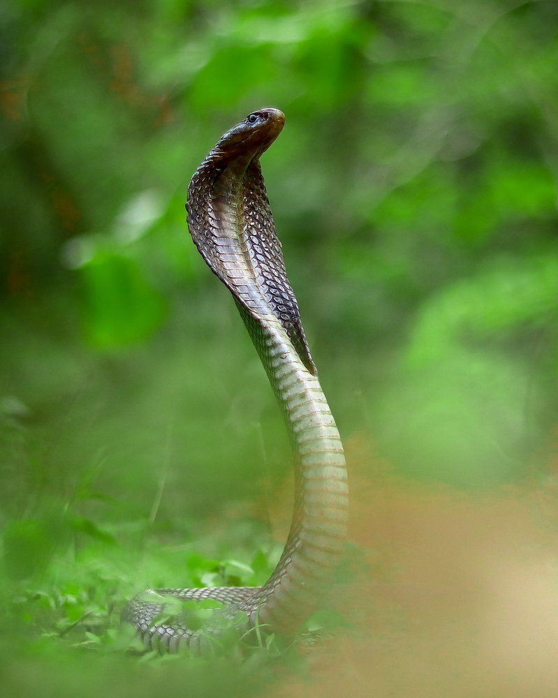 indian spectacled cobra