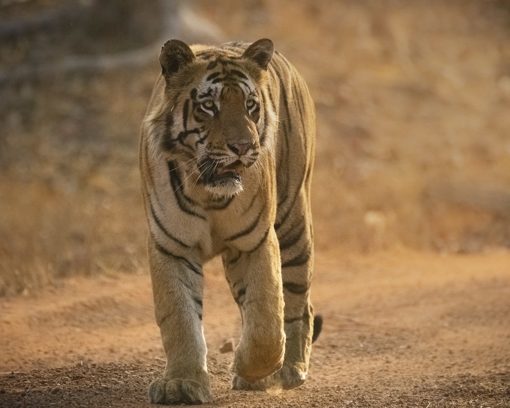 Dominant King of Lakes