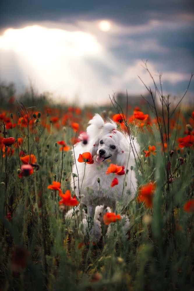 Photograph by Галина Ледок