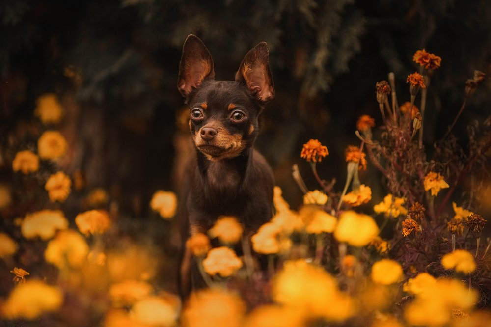 Photograph by Галина Ледок