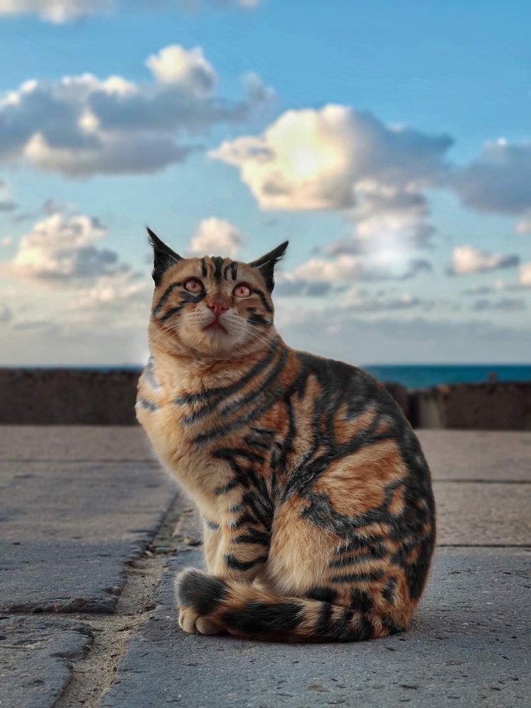 Egyptian Cat