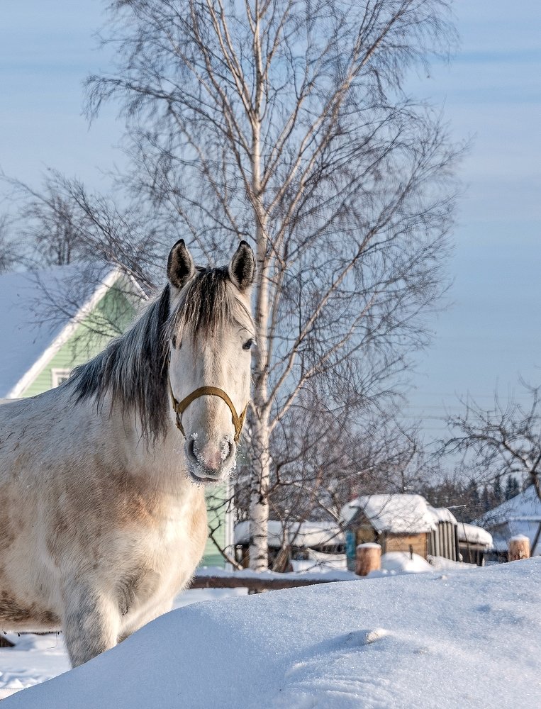 Портрет блондинки