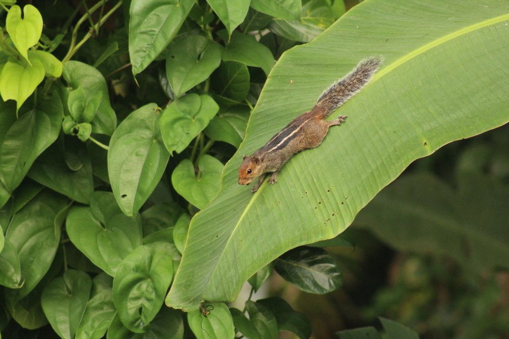 Photograph by SUJITH VARGHESE