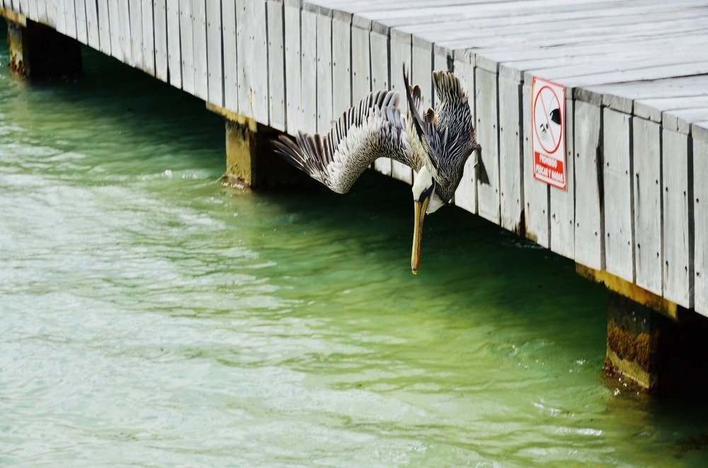 Photograph by Ольга Мукина