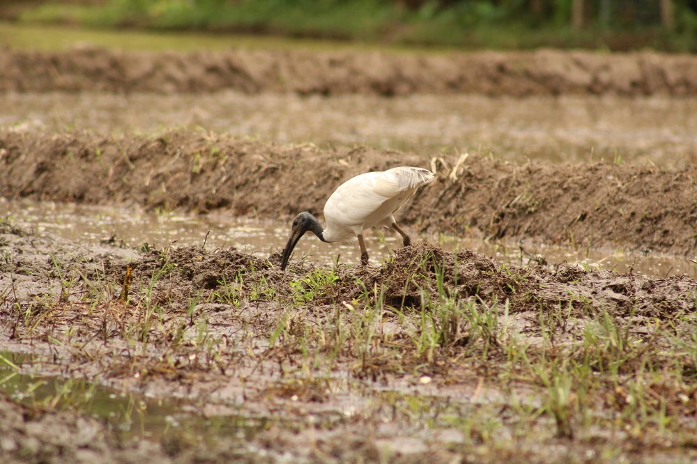 Photograph by SUJITH VARGHESE