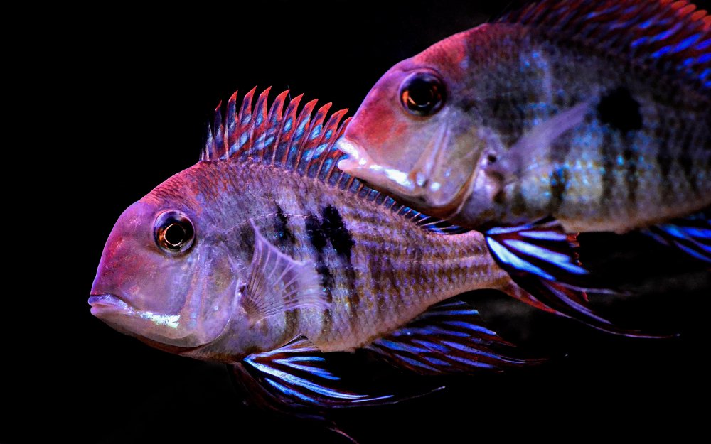 Photograph by Дмитрий Николаев