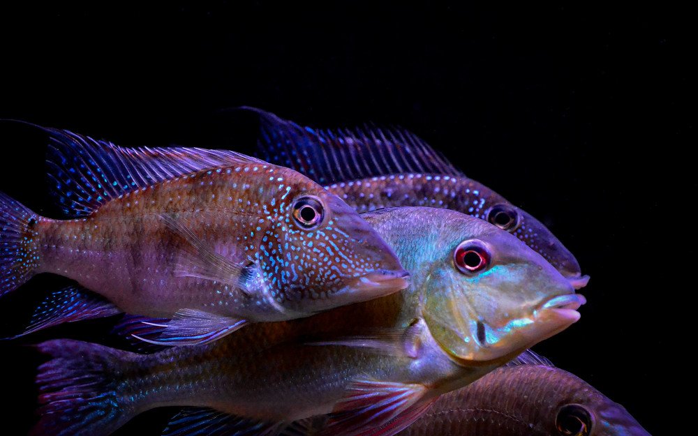 Photograph by Дмитрий Николаев