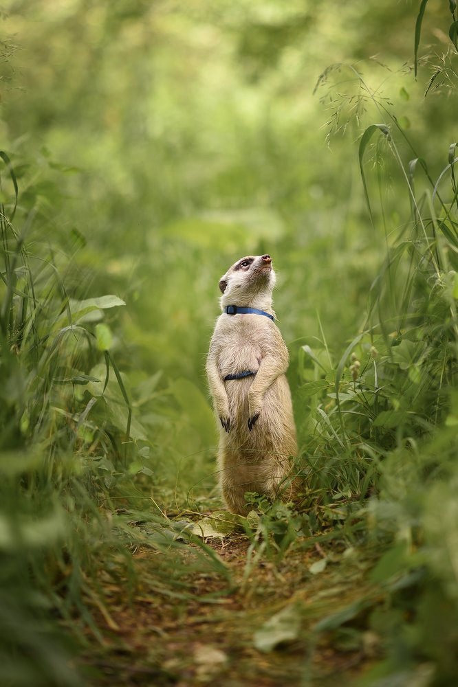 Сурикат Кузя