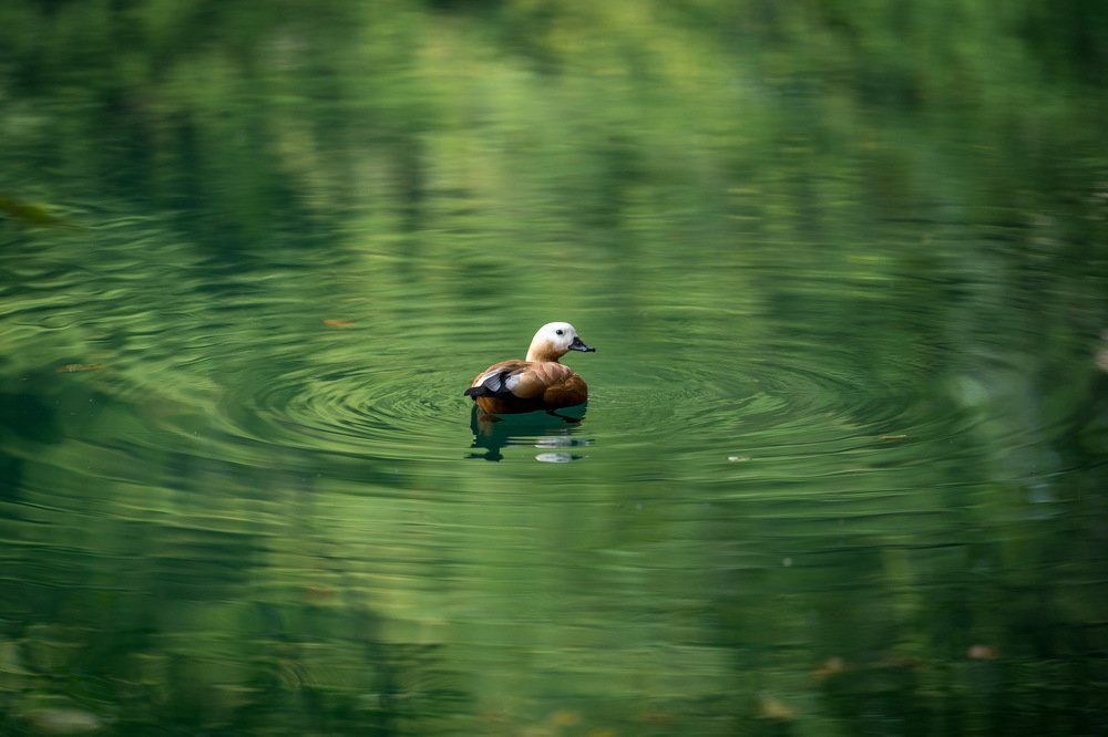 Самец и самка утки мандаринка