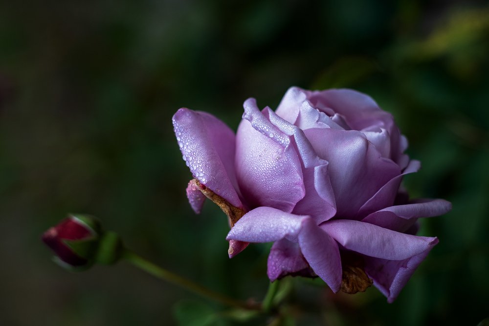 Photograph by Александр Игнатьев