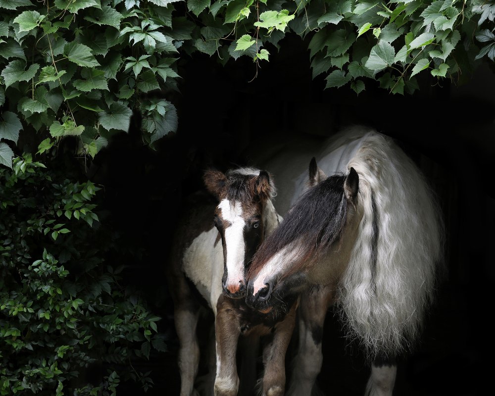 Photograph by Afonso Rodrigues