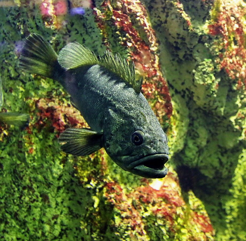 Фотография автора АЛЕКСАНДР ЦЫГЕЛЬНЮК