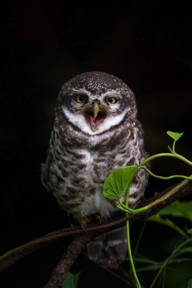 Photograph by Akshay Gotkhindi