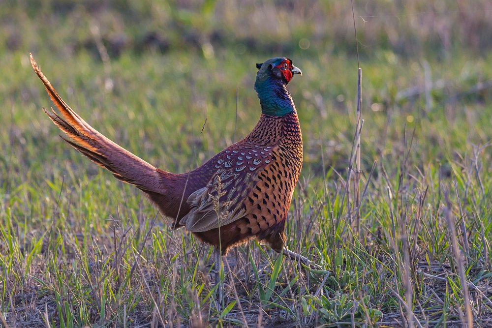 Летящей походкой