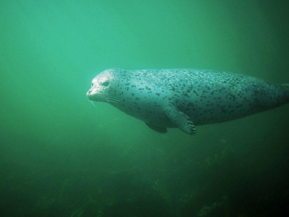 Photograph by Екатерина Владиславовна