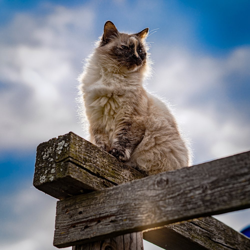 Солнечная ванна