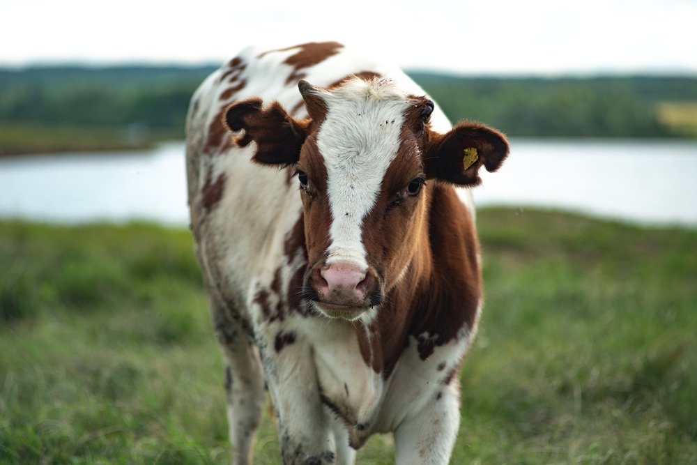 Photograph by Роман Смолко