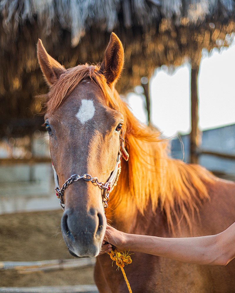 Фотография автора Ebrahim Rahiminezhad