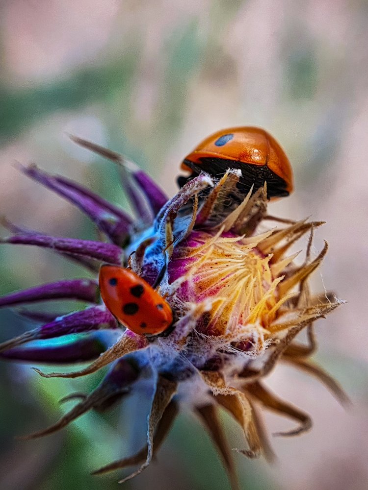 Photograph by Лариса Когтева