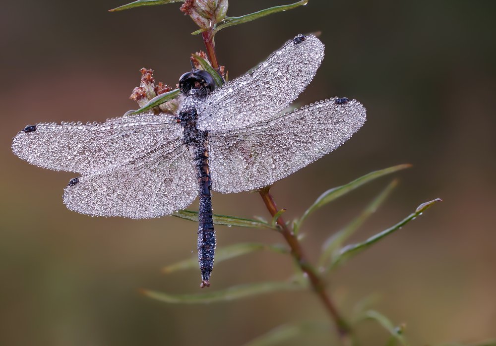 Photograph by Чепленко Алексей