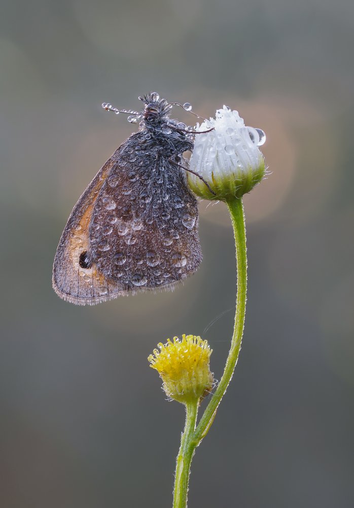 Сенница обыкновенная