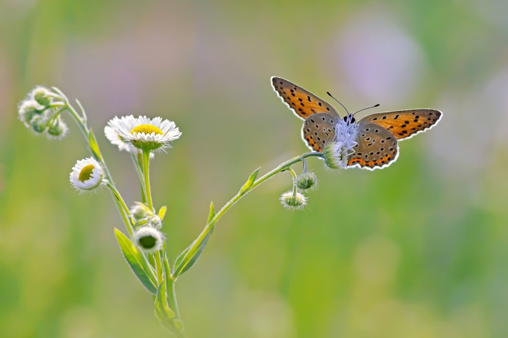 Photograph by Чепленко Алексей