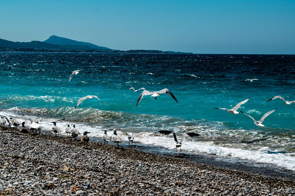 The dance of the gulls