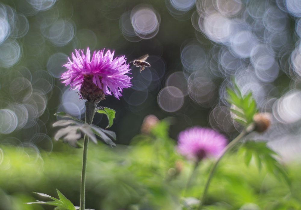 Photograph by Чепленко Алексей