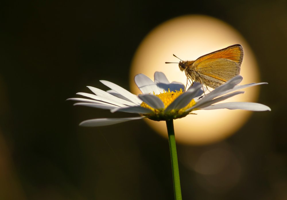 Photograph by Чепленко Алексей