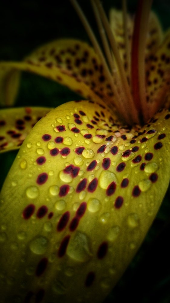 Фотография автора Евгения Снигирева