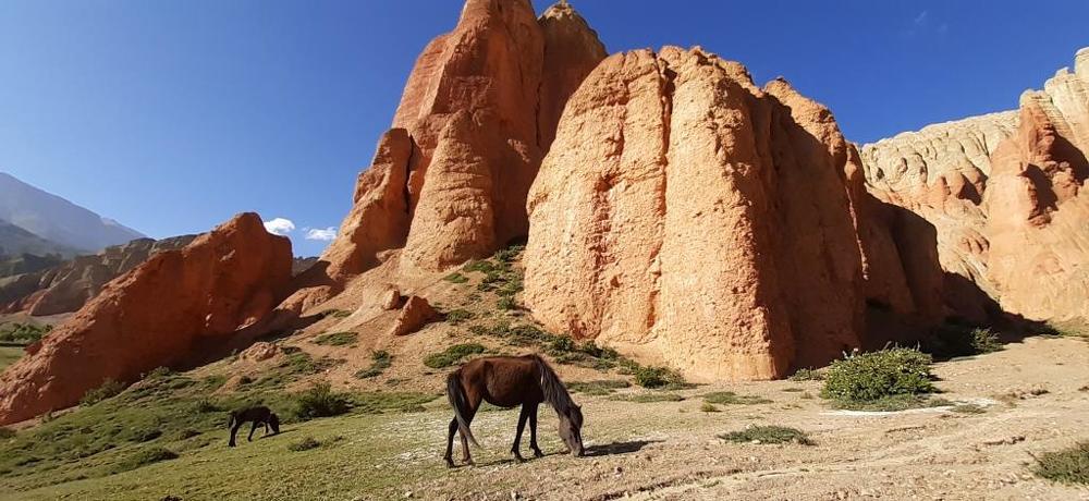 Dhakmar Natural Mountain Mustang.