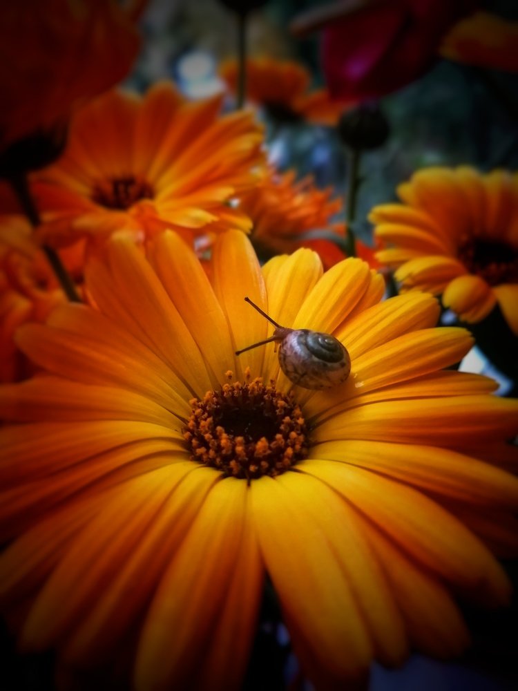 Фотография автора Евгения Снигирева