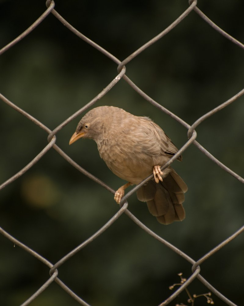 Photograph by Amit Singla