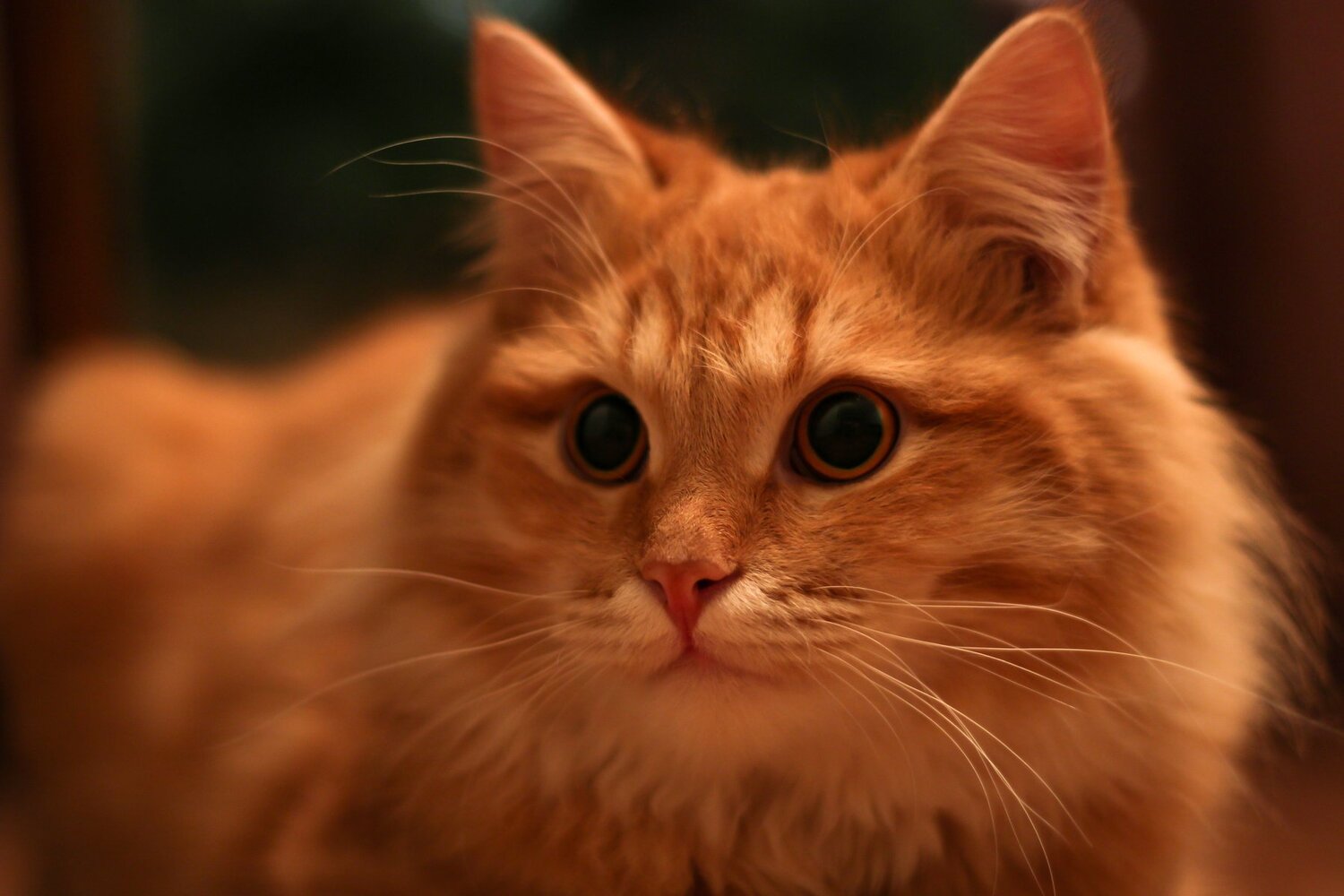 Photo #4978423