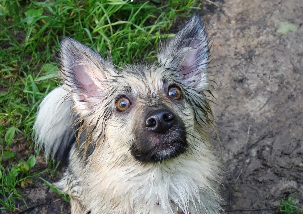 К выполнению команды готов!